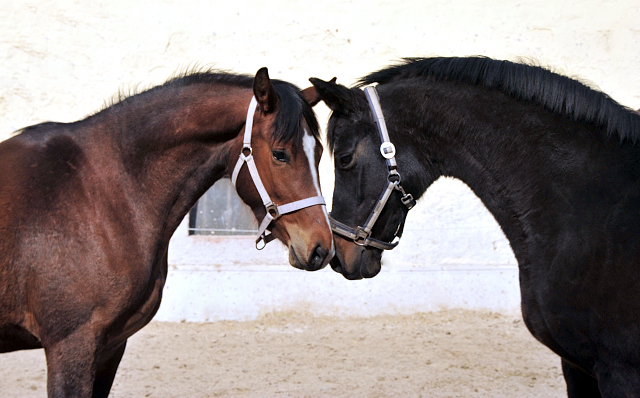 3jhrige Stute Schwalbenaura v. Kacyo und ihre Gromutter Schwalbenfeder v. Summertime 
Trakehner Gestt Hmelschenburg - Foto: Beate Langels