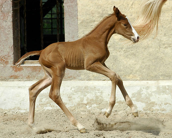 at the age of 15 hours: Filly by Shavalou out of Elitemare Thirza by Karon - Trakehner Gestt Hmelschenburg, Foto: Beate Langels