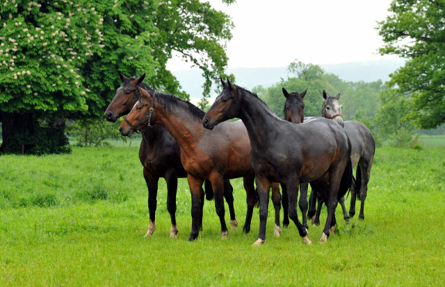 Unsere Zweij hrigen Hengste im Dauerregen - Ende Mai 2013 - Trakehner Gest t H melschenburg