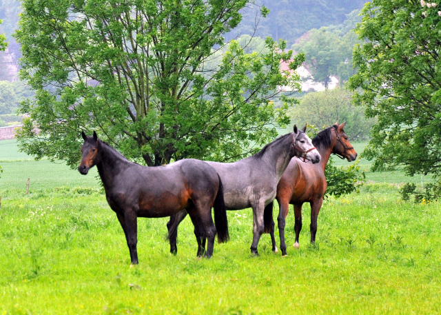Unsere Zweij�hrigen Hengste im Dauerregen - Ende Mai 2013 - Trakehner Gest�t H�melschenburg