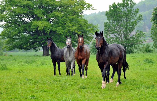 Unsere Zweijhrigen Hengste im Dauerregen - Ende Mai 2013 - Trakehner Gestt Hmelschenburg