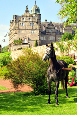 Tea with sugar - Trakehner von Exclusiv u.d. Teatime v. Summertime - Foto: Beate Langels - Trakehner Gestt Hmelschenburg