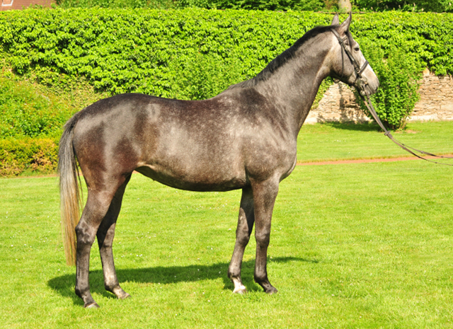 Tea and Sugar von Exclusiv - Foto: Beate Langels, Trakehner Gestt Hmelschenburg