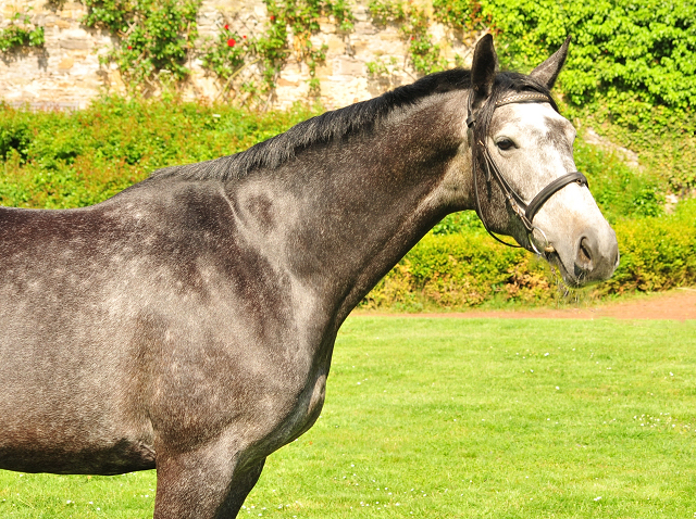 Tea and Sugar von Exclusiv - Foto: Beate Langels, Trakehner Gestt Hmelschenburg