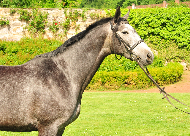 Tea and Sugar von Exclusiv - Foto: Beate Langels, Trakehner Gestt Hmelschenburg