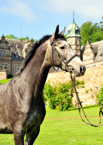 Tea and Sugar von Exclusiv - Foto: Beate Langels, Trakehner Gestt Hmelschenburg