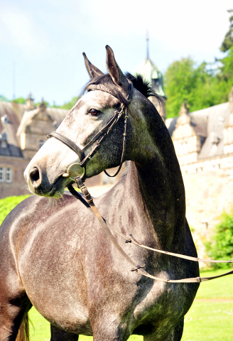 Tea and Sugar von Exclusiv - Foto: Beate Langels, Trakehner Gestt Hmelschenburg