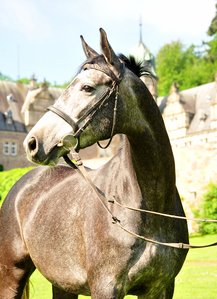 Tea and Sugar von Exclusiv - Foto: Beate Langels, Trakehner Gestt Hmelschenburg