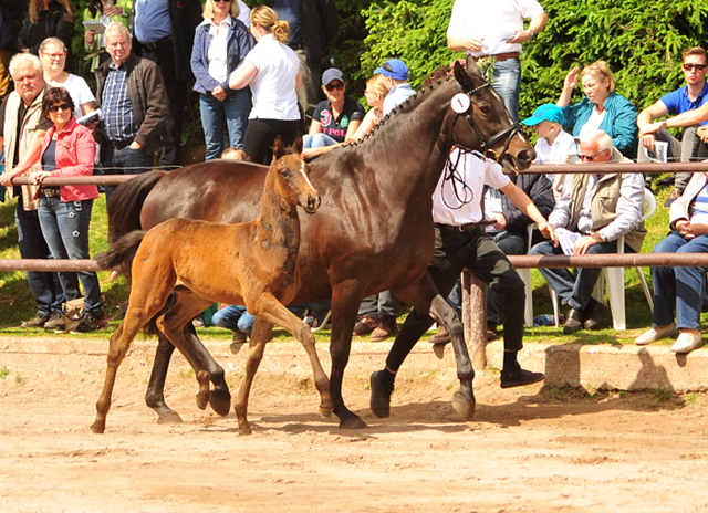 Kaiserglck von Shavalou - Trakehner Gestt Hmelschenburg - 
copyright by Beate Langels