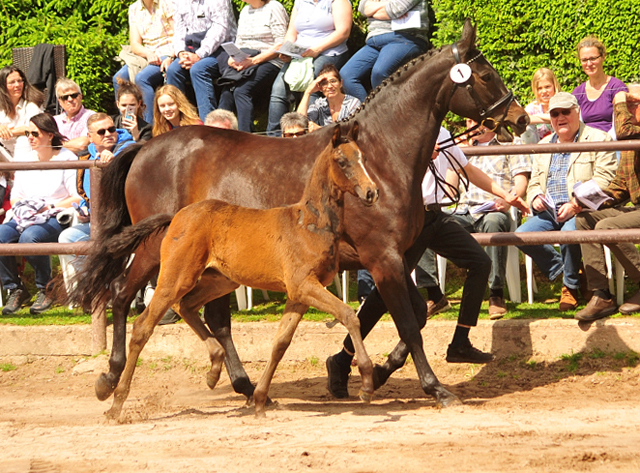 Kaiserglck von Shavalou - Trakehner Gestt Hmelschenburg - 
copyright by Beate Langels