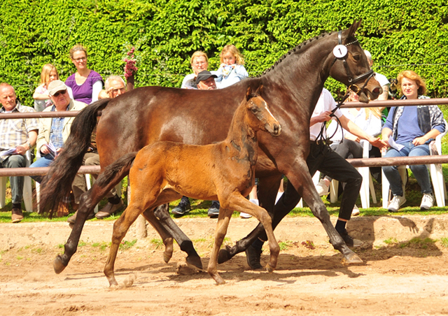 Kaiserglck von Shavalou - Trakehner Gestt Hmelschenburg - 
copyright by Beate Langels