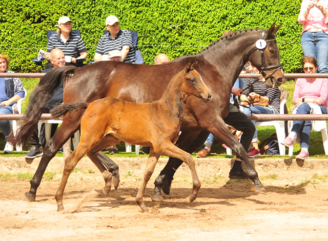 Kaiserglck von Shavalou - Trakehner Gestt Hmelschenburg - 
copyright by Beate Langels