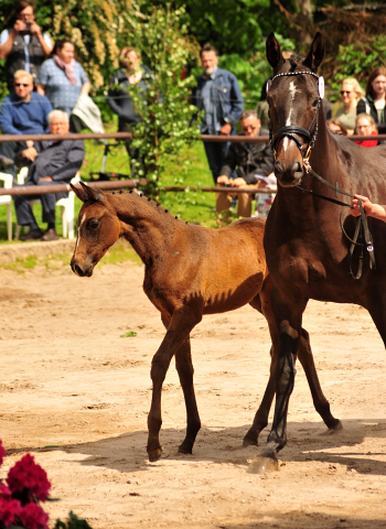 Kaiserglck von Shavalou - Trakehner Gestt Hmelschenburg - 
copyright by Beate Langels