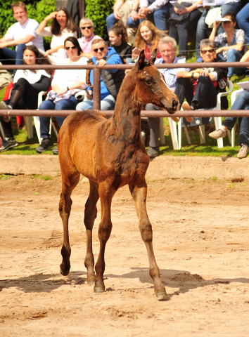 Kaiserglck von Shavalou - Trakehner Gestt Hmelschenburg - 
copyright by Beate Langels