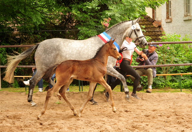 Hengstfohlen von Saint Cyr u.d. TeaCup v. Exclusiv - Trakehner Gestt Hmelschenburg - Foto: Beate Langels - 
Trakehner Gestt Hmelschenburg