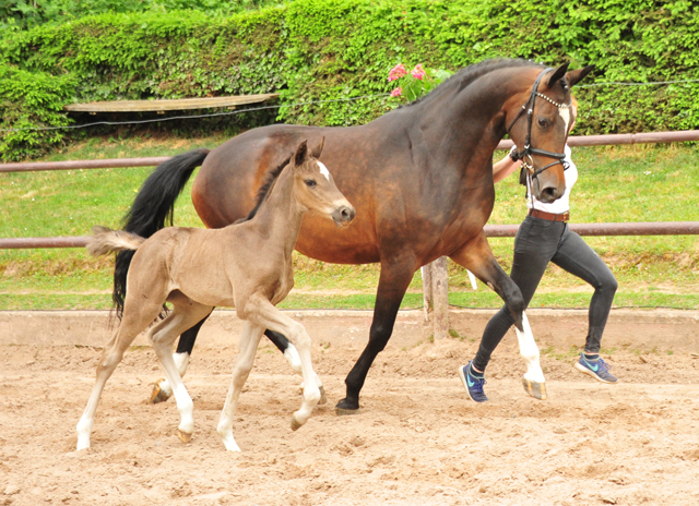 Trakehner Stutfohlen von Zauberdeyk u.d. Pr.A. Gabbana v. High Motion - Alter Fritz  - Gestt Hmelschenburg - Beate Langels