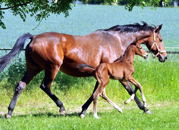 Trakehner Colt by Saint Cyr - Foto: Beate Langels - Trakehner Gestt Hmelschenburg