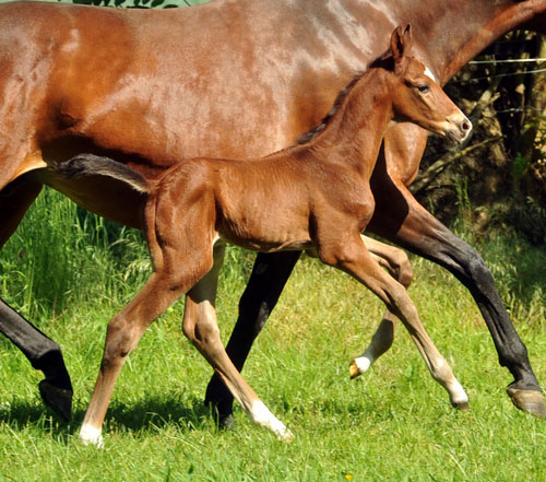 Trakehner Colt by Saint Cyr - Foto: Beate Langels - Trakehner Gestt Hmelschenburg