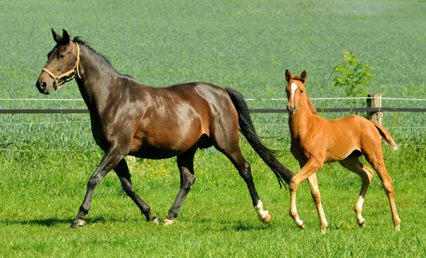  Oldenburger Stutfohlen von Symont u.d. Beloved v. Kostolany - Foto: Beate Langels - Trakehner Gestt Hmelschenburg