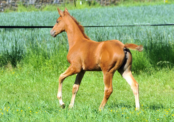  Oldenburger Stutfohlen von Symont u.d. Beloved v. Kostolany - Foto: Beate Langels - Trakehner Gestt Hmelschenburg