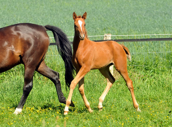  Oldenburger Stutfohlen von Symont u.d. Beloved v. Kostolany - Foto: Beate Langels - Trakehner Gestt Hmelschenburg