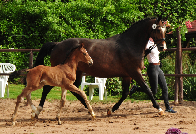 Tacyra mit Hengstfohlen von Zauberdeyk - Foto: Beate Langels