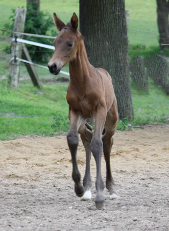 Stutfohlen von Saint Cyr u.d. u.d. Herzogin v. Hertug