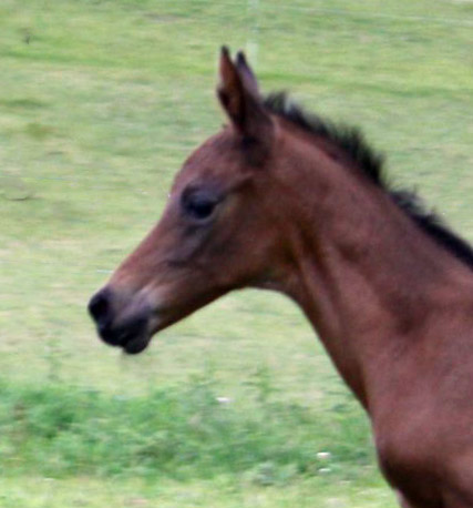 Stutfohlen von Saint Cyr u.d. u.d. Herzogin v. Hertug