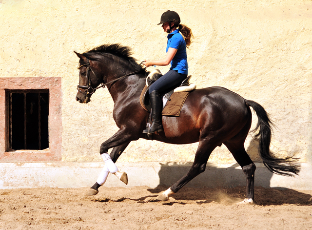 Saint Cyr Trakehner Gestt Hmelschenburg - im Juni 2018 - Foto: Beate Langels