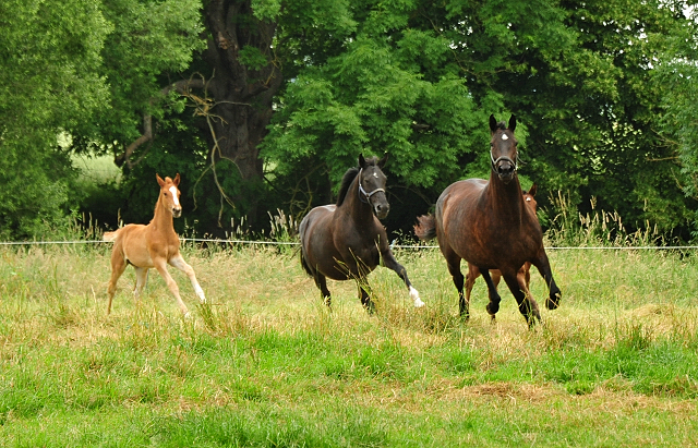 Valentine und Vittoria mit ihren Fohlen - Foto: Beate Langels - Trakehner Gestt Hmelschenburg