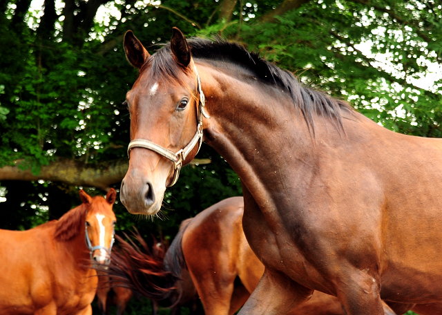 Schwalbenflocke v. Sir Donnerhall x Totilas - Foto: Beate Langels - Trakehner Gestt Hmelschenburg