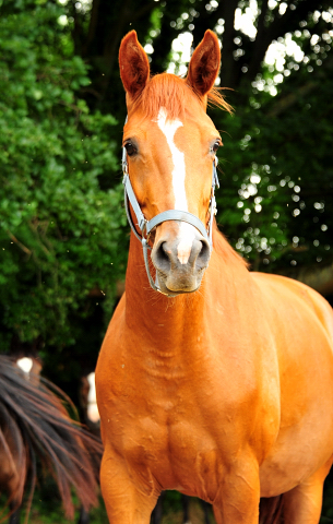 Glory Fire v. Alter Fritz - Foto: Beate Langels - Trakehner Gestt Hmelschenburg