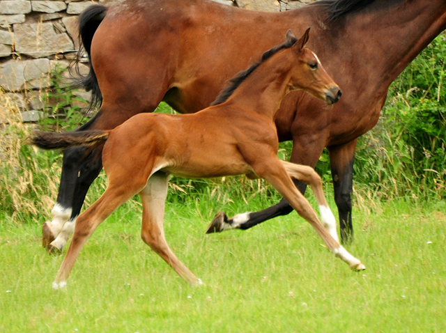 Trakehner Stutfohlen Karidia von Saint Cyr u.d. Prmienstute Karida v. Oliver Twist - Gest t H melschenburg - foto Pia Elger