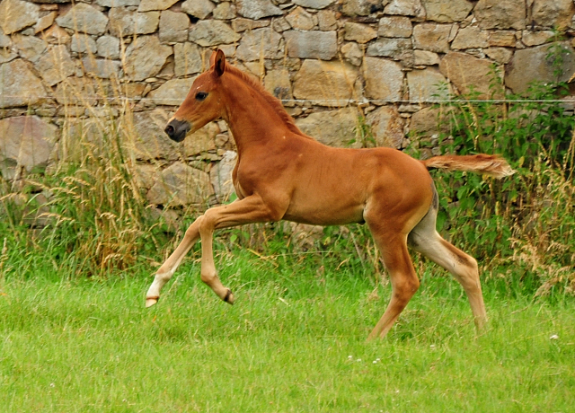 Klassic's Zauberei v. Zauberdeyk - Foto: Beate Langels - Trakehner Gestt Hmelschenburg