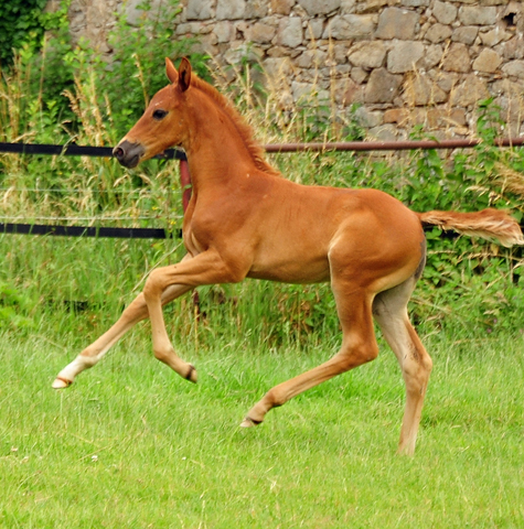 Klassic's Zauberei v. Zauberdeyk - Foto: Beate Langels - Trakehner Gestt Hmelschenburg