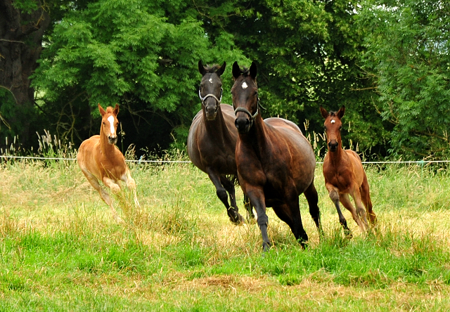 Valentine und Vittoria mit ihren Fohlen -  Foto: Beate Langels - Trakehner Gestt Hmelschenburg