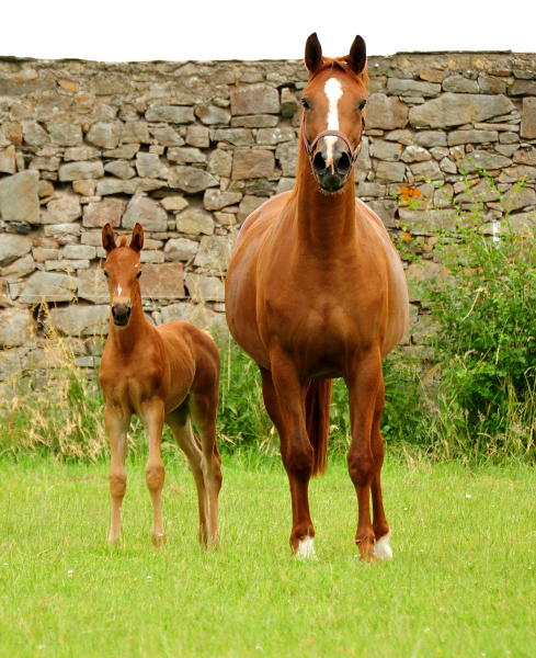 Klassic Motion und ihre Tochter Klassic's Zauberei v. Zauberdeyk - Foto: Beate Langels - Trakehner Gestt Hmelschenburg