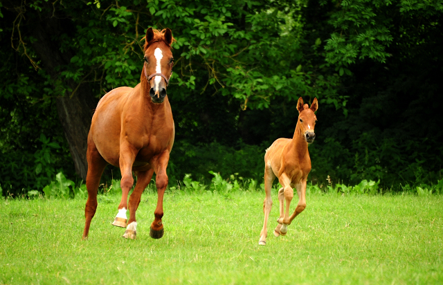 Klassic Motion und ihre Tochter Klassic's Zauberei v. Zauberdeyk - Foto: Beate Langels - Trakehner Gestt Hmelschenburg