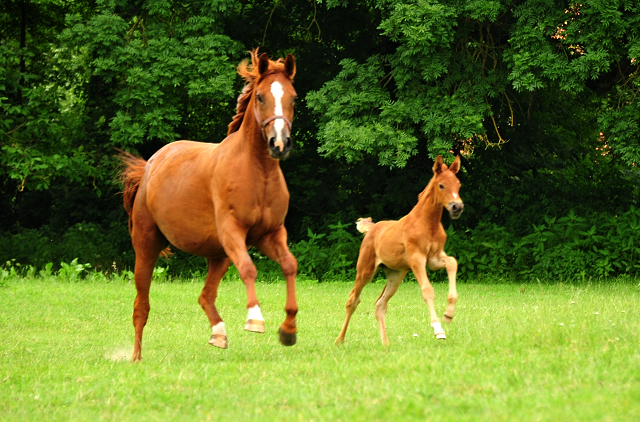 Klassic Motion und ihre Tochter Klassic's Zauberei v. Zauberdeyk - Foto: Beate Langels - Trakehner Gestt Hmelschenburg