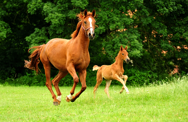 Klassic Motion und ihre Tochter Klassic's Zauberei v. Zauberdeyk - Foto: Beate Langels - Trakehner Gestt Hmelschenburg