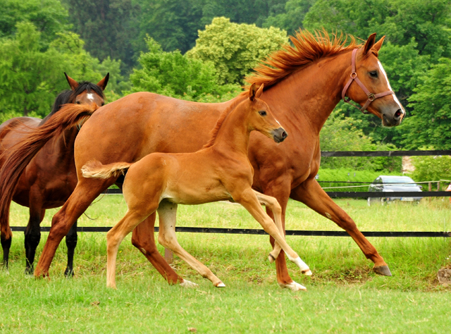 Klassic Motion und ihre Tochter Klassic's Zauberei v. Zauberdeyk - Foto: Beate Langels - Trakehner Gestt Hmelschenburg