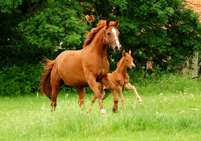 Klassic Motion und ihre Tochter Klassic's Zauberei v. Zauberdeyk - Foto: Beate Langels - Trakehner Gestt Hmelschenburg