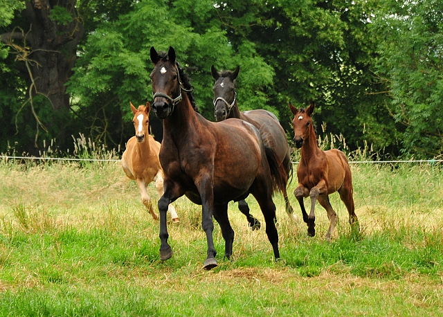 Valentine und Vittoria mit ihren Fohlen -  Foto: Beate Langels - Trakehner Gestt Hmelschenburg