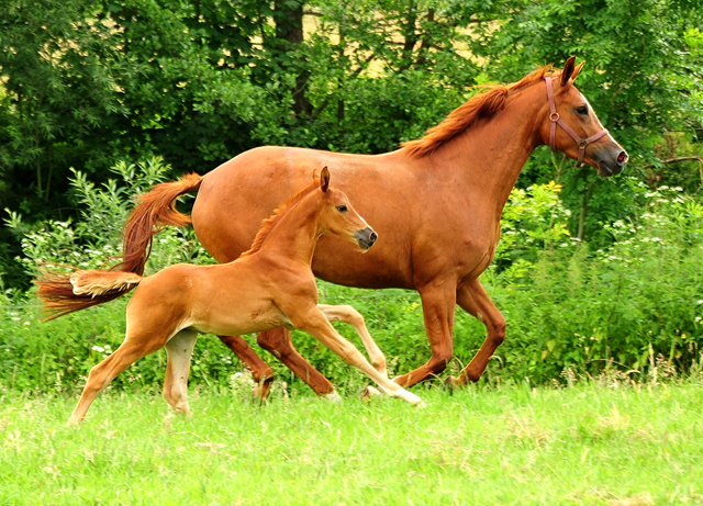  Foto: Beate Langels - Trakehner Gestt Hmelschenburg