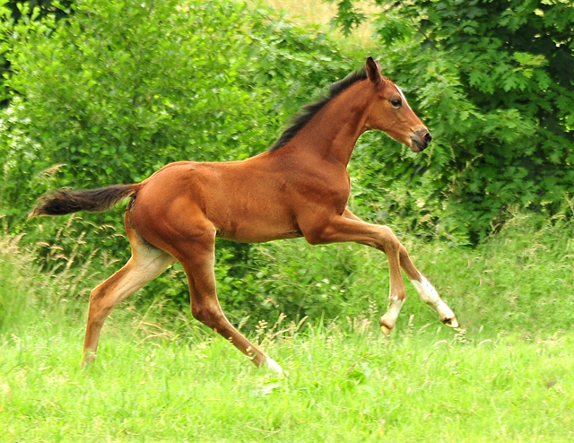 Stutfohlen von Saint Cyr u.d. Pr.St. Karida v. Oliver Twist -  Foto: Beate Langels - Trakehner Gestt Hmelschenburg