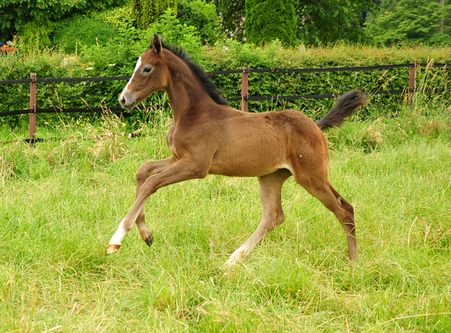 Tea at Five v. Saint Cyr u.d. Pr.A. TeaCup v. Exclusiv - Foto: Beate Langels - Trakehner Gestt Hmelschenburg