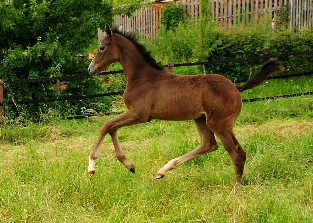 Tea at Five - Trakehner Flly by Saint Cyr out of Pr.St. TeaCup
by Exclusiv - Gestüt Hämelschenburg - Beate Langels