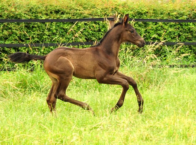 Hengst v. His Moment u.d. Pr.u.StPrSt. Schwalbenlicht v. Imperio - Foto: Beate Langels - Trakehner Gestt Hmelschenburg