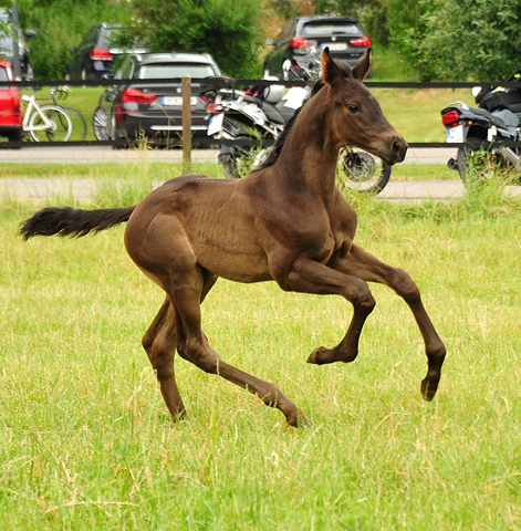 Hengst v. His Moment u.d. Pr.u.StPrSt. Schwalbenlicht v. Imperio -  Foto: Beate Langels - Trakehner Gestt Hmelschenburg