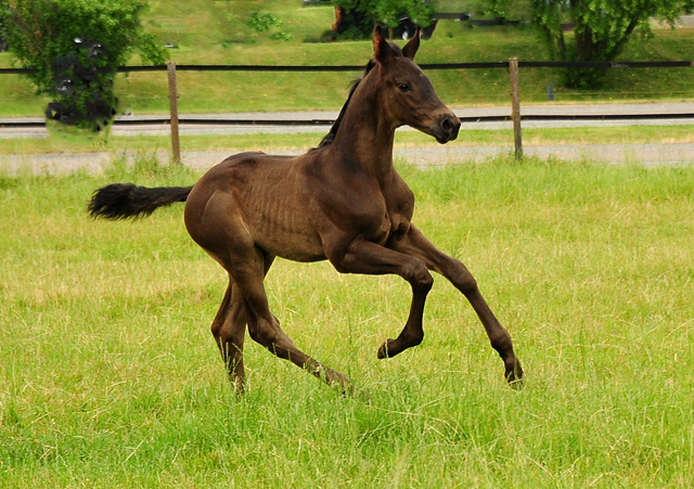 Hengst v. His Moment u.d. Pr.u.StPrSt. Schwalbenlicht v. Imperio -  Foto: Beate Langels - Trakehner Gestt Hmelschenburg